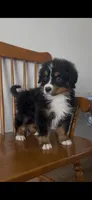 Hercules , a male Bernese Mountain Dog for sale in Hopkinsville, KY – Photo 2 of 8