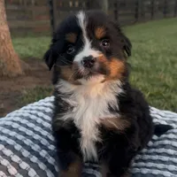 Hercules , a male Bernese Mountain Dog for sale in Hopkinsville, KY – Photo 8 of 8