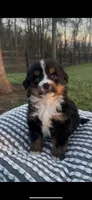 Hercules , a male Bernese Mountain Dog for sale in Hopkinsville, KY – Photo 6 of 6
