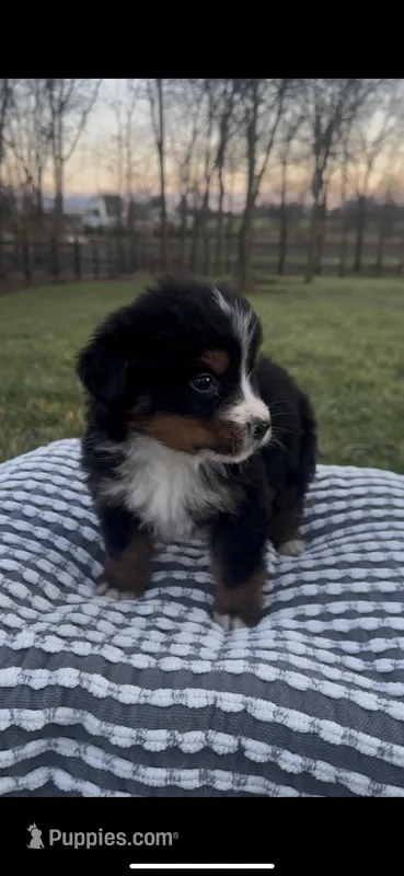 Hercules , a male Bernese Mountain Dog for sale in Hopkinsville, KY – Photo 1 of 6