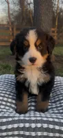 Caesar , a male Bernese Mountain Dog for sale in Hopkinsville, KY – Photo 4 of 4