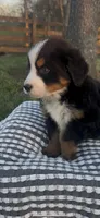 Caesar , a male Bernese Mountain Dog for sale in Hopkinsville, KY – Photo 1 of 4
