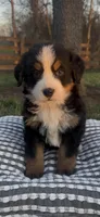 Caesar , a male Bernese Mountain Dog for sale in Hopkinsville, KY – Photo 3 of 4