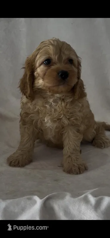 Porter  – Cavapoo puppy for sale in Hopkinsville, KY