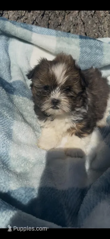 Tater – Shih Tzu puppy for sale in Hopkinsville, KY