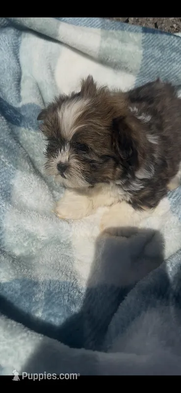 Tater – Shih Tzu puppy for sale in Hopkinsville, KY