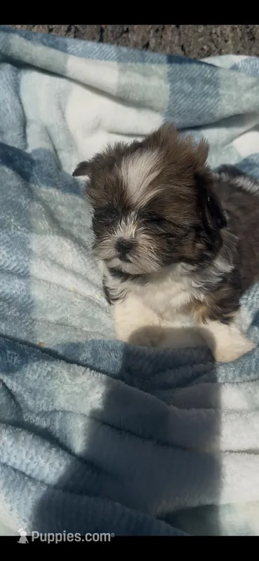 Tater – Shih Tzu puppy for sale in Hopkinsville, KY
