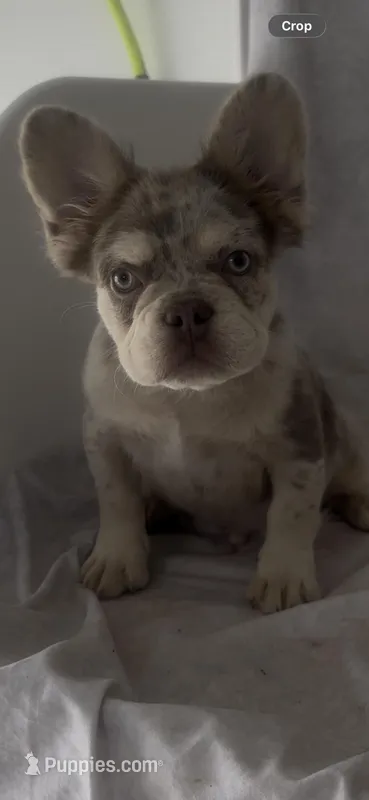 Ruger  – French Bulldog puppy for sale in Hopkinsville, KY