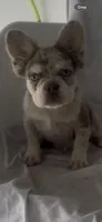 Ruger , a male French Bulldog for sale in Hopkinsville, KY – 1 of 8