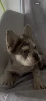 Ruger , a male French Bulldog for sale in Hopkinsville, KY – 7 of 8