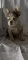 Ruger , a male French Bulldog for sale in Hopkinsville, KY – 5 of 8