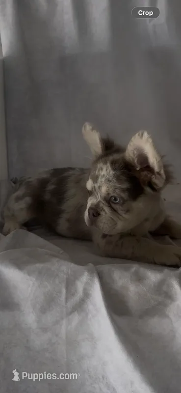Ruger  – French Bulldog puppy for sale in Hopkinsville, KY