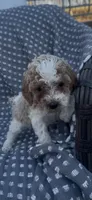 Oakley , a female Poodle - Miniature  for sale in Hopkinsville, KY – Photo 3 of 4