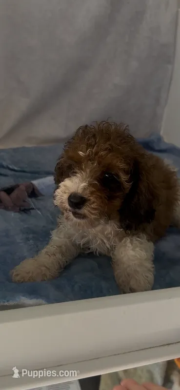 Ruthie  – Poodle - Miniature  puppy for sale in Hopkinsville, KY