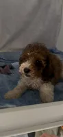 Ruthie , a female Poodle - Miniature  for sale in Hopkinsville, KY – 1 of 3