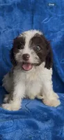Boonie , a male Cavapoo for sale in Hopkinsville, KY – 3 of 5