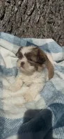 Milo , a male Shih Tzu for sale in Hopkinsville, KY – Photo 3 of 4