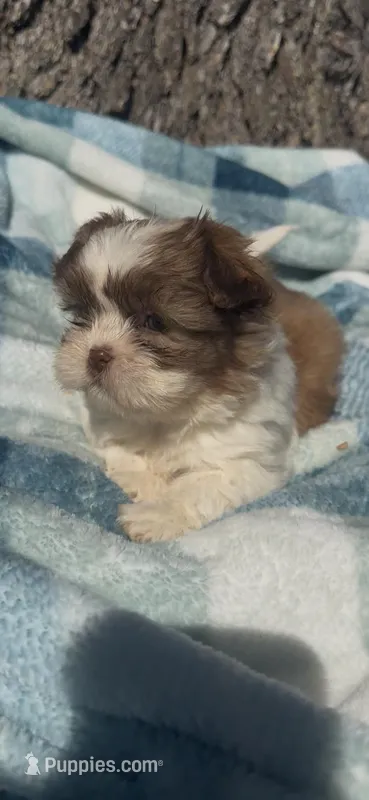 Milo  – Shih Tzu puppy for sale in Hopkinsville, KY