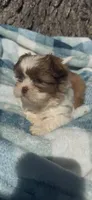 Milo , a male Shih Tzu for sale in Hopkinsville, KY – Photo 1 of 4