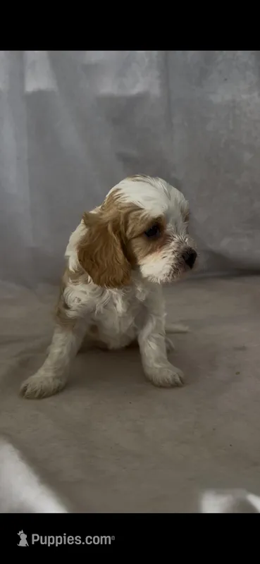 Sasha – Cavapoo puppy for sale in Hopkinsville, KY