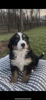 Addie , a female Bernese Mountain Dog for sale in Hopkinsville, KY – Photo 2 of 4