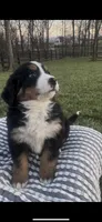 Addie , a female Bernese Mountain Dog for sale in Hopkinsville, KY – Photo 4 of 4