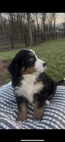 Addie , a female Bernese Mountain Dog for sale in Hopkinsville, KY – Photo 3 of 4