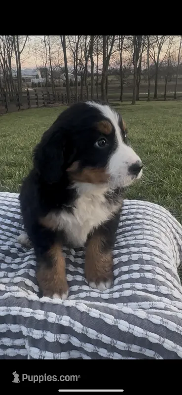 Addie , a female Bernese Mountain Dog for sale in Hopkinsville, KY – Photo 1 of 4
