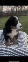 Addie , a female Bernese Mountain Dog for sale in Hopkinsville, KY – Photo 1 of 4