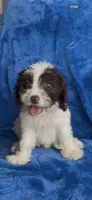 Boonie , a male Cavapoo for sale in Hopkinsville, KY – 2 of 5