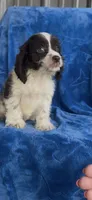 Louie , a male Cavapoo for sale in Hopkinsville, KY – 3 of 5