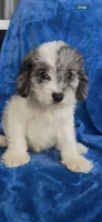 Dakota , a male Cavapoo for sale in Hopkinsville, KY – 2 of 5