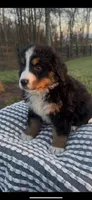 Heidi, a female Bernese Mountain Dog for sale in Hopkinsville, KY – Photo 4 of 4