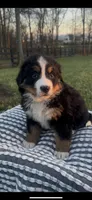 Heidi, a female Bernese Mountain Dog for sale in Hopkinsville, KY – Photo 2 of 4
