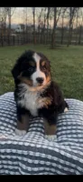 Heidi, a female Bernese Mountain Dog for sale in Hopkinsville, KY – Photo 1 of 4