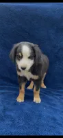Jacob , a male Miniature Australian Shepherd for sale in Hopkinsville, KY – 4 of 4
