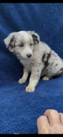 Sarah , a female Miniature Australian Shepherd for sale in Hopkinsville, KY – 3 of 5