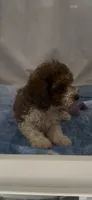 Ruthie , a female Poodle - Miniature  for sale in Hopkinsville, KY – 3 of 3