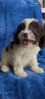 Boonie , a male Cavapoo for sale in Hopkinsville, KY – 5 of 5
