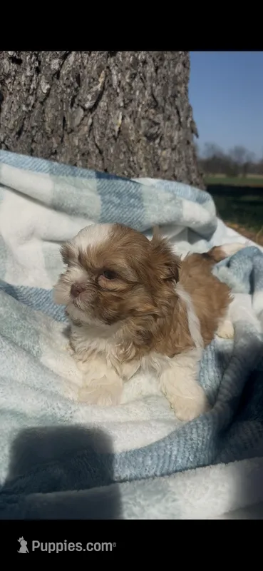 Hank – Shih Tzu puppy for sale in Hopkinsville, KY