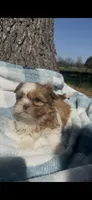 Hank, a male Shih Tzu for sale in Hopkinsville, KY – Photo 2 of 4