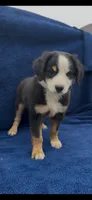Jacob , a male Miniature Australian Shepherd for sale in Hopkinsville, KY – 3 of 4