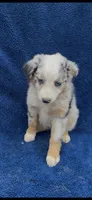 Jewels , a female Miniature Australian Shepherd for sale in Hopkinsville, KY – 3 of 5