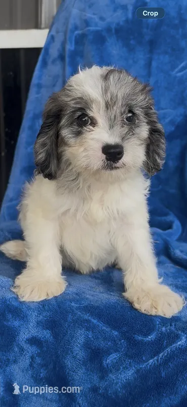Dakota  – Cavapoo puppy for sale in Hopkinsville, KY