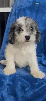 Dakota , a male Cavapoo for sale in Hopkinsville, KY – 1 of 5