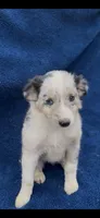 Roxie , a female Miniature Australian Shepherd for sale in Hopkinsville, KY – 5 of 5