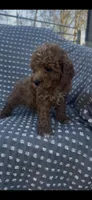 Ruger, a male Poodle - Miniature  for sale in Hopkinsville, KY – Photo 1 of 4