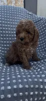 Ruger, a male Poodle - Miniature  for sale in Hopkinsville, KY – Photo 3 of 4