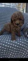 Ruger, a male Poodle - Miniature  for sale in Hopkinsville, KY – Photo 2 of 4