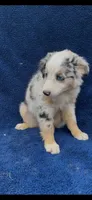 Jewels , a female Miniature Australian Shepherd for sale in Hopkinsville, KY – 4 of 5